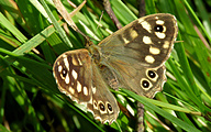 Speckled Wood (Pararge aegeria)